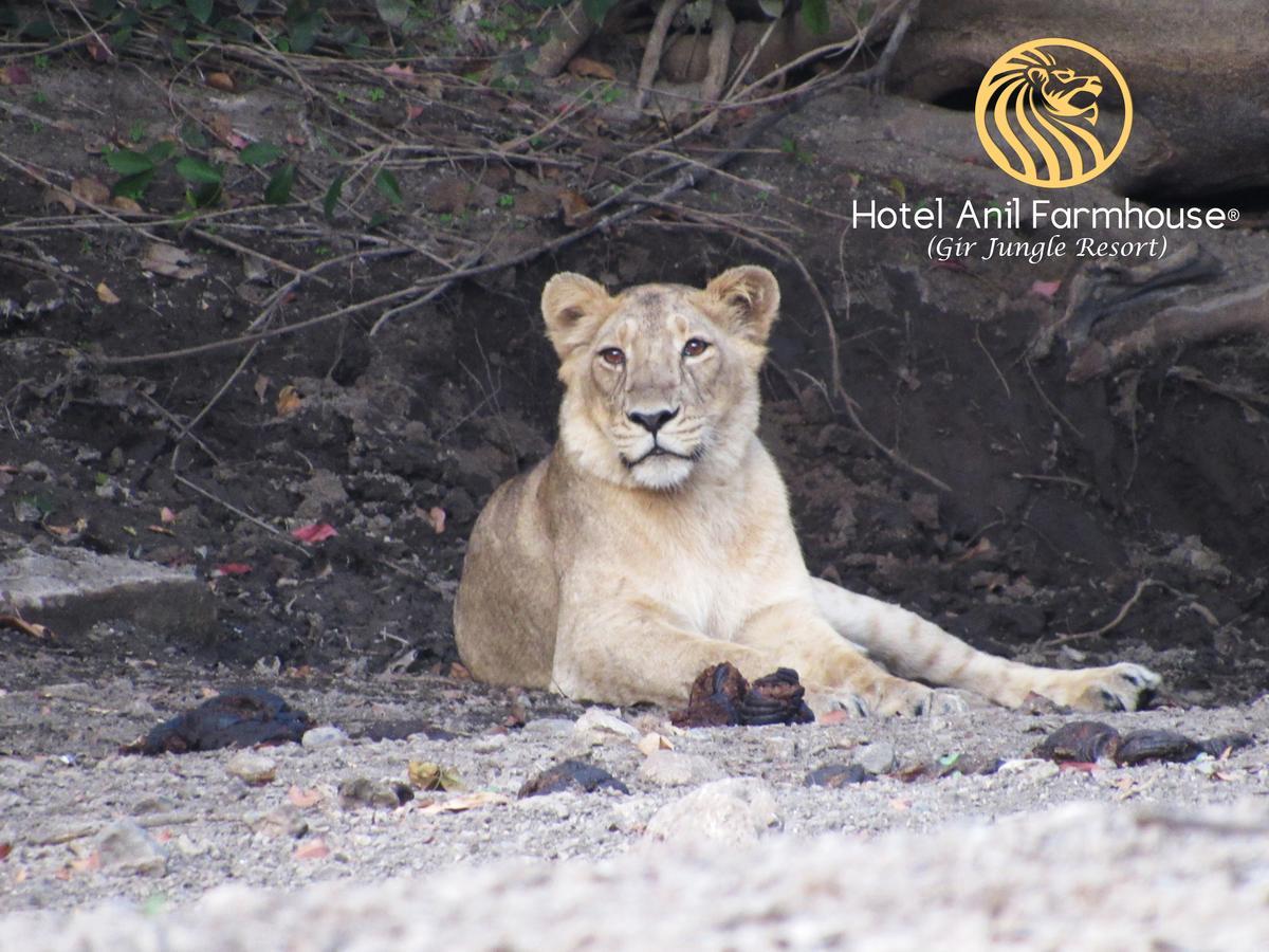 Hotel Anil Farmhouse Gir Jungle Resort Sasan Gir Ngoại thất bức ảnh